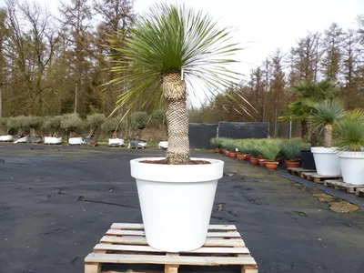 Produktbild von Yucca Rostrata 190 cm | Stamm 80 cm | im Pflanzkübel Ø80 cm Weiß winterhart