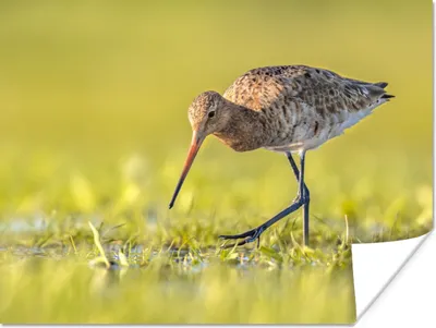 Produktbild von MuchoWow® Poster Vögel - Gras - Landschaft - Uferschnepfe 160x120 cm - Foto Plakat
