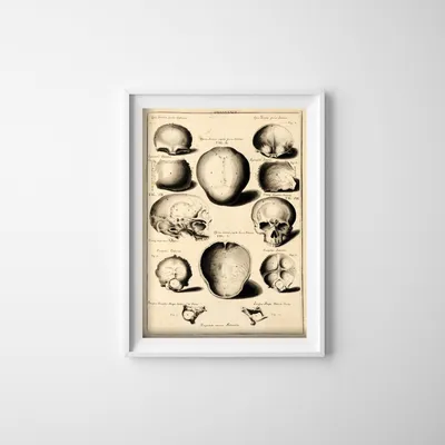 Produktbild von Poster - Canvas - Leinwand - 42 cm x 59,4 cm - Gesichtsknochen