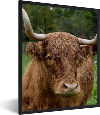 Produktbild von MuchoWow® Gerahmtes Poster Schottische Highlander - Tiere - Gras 60x80 cm - Poster mit Schwarzem Bilderrahmen Wandposter Rahmen Foto Bilder - Premium - Wanddeko Wohnzimmer