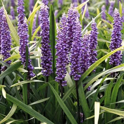 Image de 6 x Liriope muscari 'Super Blue' | Pot de 9 cm x 9 cm