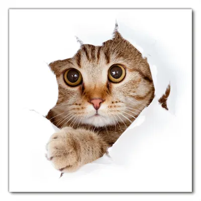 Produktbild von Wallario selbstklebende Möbelfolie/ Tischdecke für Innen und Außen, Größe: 90 x 90 cm - Katze mit Blick nach vorn