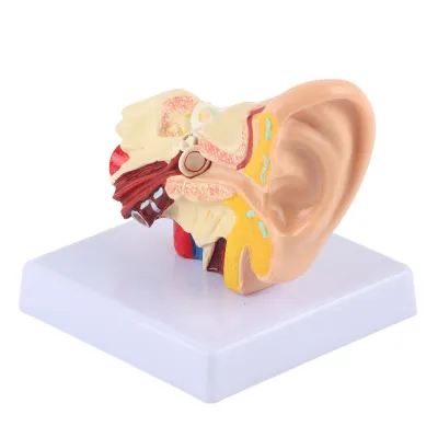 Image de Modèle d'oreille,Modèle d'anatomie,Modèle d'anatomie de l'oreille,Modèle d'anatomie humaine,Modèle de science,Fournitures pour l'enseignement des sciences