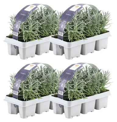 Produktbild von Plants by Frank | 24 Blauer Duft-Lavendel Pflanzen | Lavandula Angustifolia | Echter Lavendel | Winterhart | Gartenpflanzen