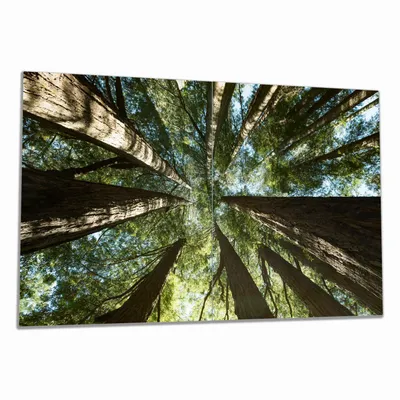 Produktbild von Wallario Herdabdeckplatte aus Glas, Größe 80 x 52 cm 2-teilig, Motiv Mamutbäume von unten betrachtet