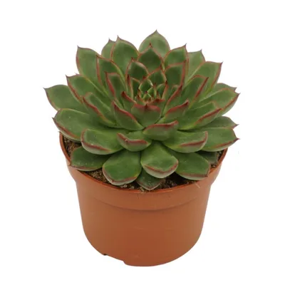 Obrázok produktu pre Sukulenta Echeveria, veľkosť XXL, 17 cm