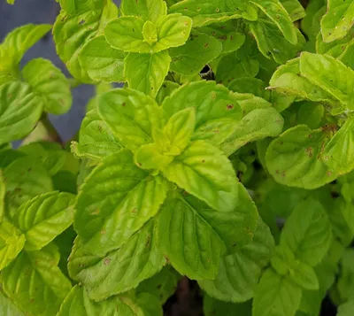 Image de Mentha aquatica / Menthe aquatique
