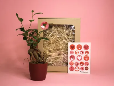 Obrázok produktu pre Darčeková sada Gardners s láskou – Ficus microcarpa Ginseng s kvetinácom