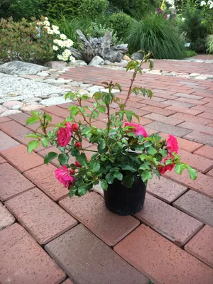 Produktbild von 20x Bodendecker winterhart Bodendeckerrose Noatraum öfterblühend robust pink