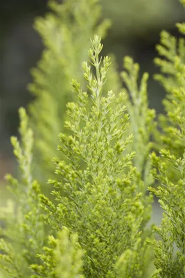 Produktbild von Chamaecyparis lawsoniana 'Ellwood's Empire', 15–20 cm, immergrün