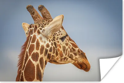 Produktbild von MuchoWow® Poster Giraffe - Natur - Tiere 30x20 cm - Plakate - Print
