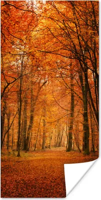 Produktbild von MuchoWow® Poster Herbst - Rot - Wald 60x120 cm - Wandschmuck