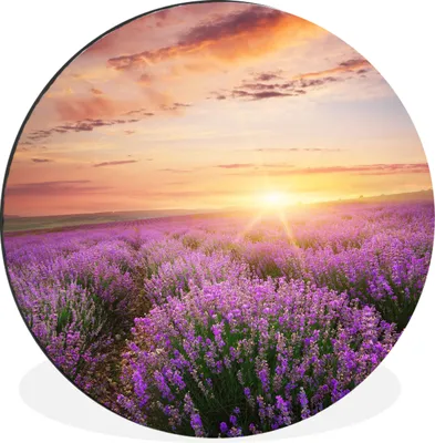 Produktbild von MuchoWow® Aluminium Wandkreis Lavendel - Sonne - Blumen Ø 60 cm Wanddeko Modern Wohnzimmer - Wand Kreis - Wandbild - Schlafzimmer - Aluminium Bild - Kinderzimmer - Wohnzimmer Dekoration - Wandschmuck