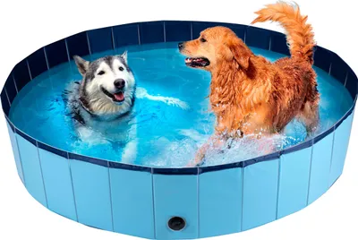 Image de GiftyCity Piscine pliante pour chiens MAXXpro pliante Dimensions : 160 x 30 cm