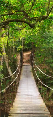 Produktbild von Türtapete Türposter Hängebrücke im Urwald grüner Dschungel - Größe: 93 x 205 cm