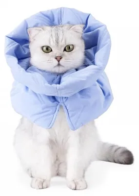 Katzenkegel - Wasserdicht - Leicht - Faltbar - Bequem für Katzen - Kegelförmiger Kragen