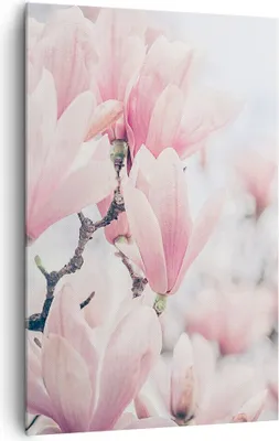 Produktbild von Bild auf Leinwand - Leinwandbild - Einteilig - Magnolie Blumen Rosa - 80x120cm - Wand Bild - Wanddeko - Wandbilder - Leinwanddruck - Wanddekoration - Leinwand bilder - Wandbild - PA80x120-4396