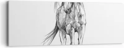 Produktbild von Bild auf Leinwand - Leinwandbild - Einteilig - Pferd Galopp Tier - 90x30cm - Wand Bild - Wanddeko - Wandbilder - Leinwanddruck - Bilder - Wanddekoration - Leinwand bilder - Wandbild - AB90x30-5080