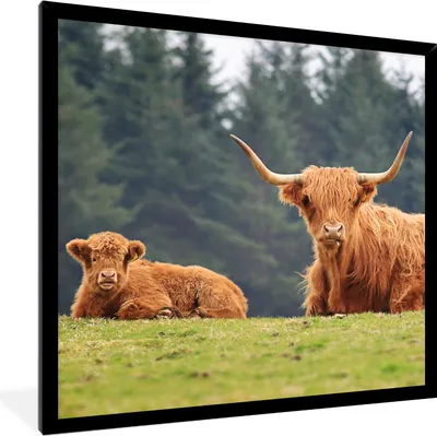 Produktbild von MuchoWow® Gerahmtes Poster Schottische Highlander - Gras - Wald 40x40 cm - Poster mit Schwarzem Bilderrahmen Wandposter Rahmen Foto Bilder - Mit Rahmen - Wanddekoration Schlafzimmer