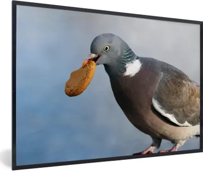Produktbild von MuchoWow® Gerahmtes Poster Eine verschmitzte Taube mit einem Keks im Mund 30x20 cm - Poster mit Schwarzem Bilderrahmen Wandposter Rahmen Foto Bilder - Kunstdruck - Bild-Poster