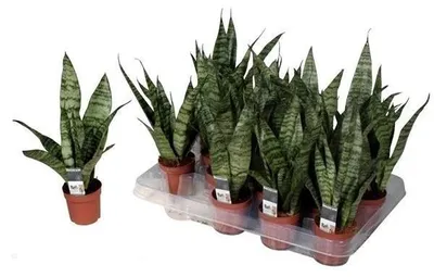 Obrázek produktu pro Sansevieria Black Coral 40 cm zakřivené konopí Lepší pokojová rostlina pro vzduchování