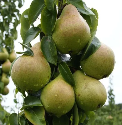 Produktbild von Säulenbirne Condora - Syn. Condo