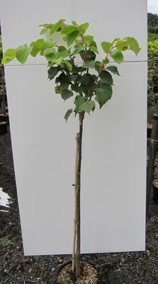 Produktbild von Hochstamm Winterlinde Winter Orange - Tilia cordata - Stamm 80cm + Krone