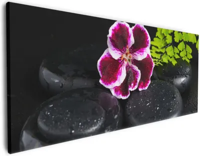 Produktbild von Wallario Premium Leinwandbild Geranienblüte auf schwarzen Steinen, benetzt mit Wassertropfen in Größe 80 x 200 cm