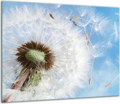 Produktbild von Herdabdeckplatten Glaskeramikkochfeld-Abdeckung Spritzschutz Glas 60x52cm Blume