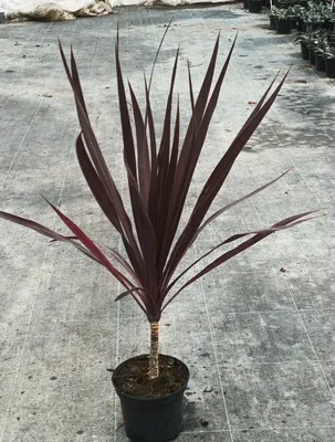 Image de Cordyline australis 'Black Knight'