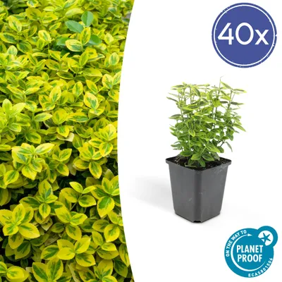 Produktbild von Euonymus fortunei 'Emerald 'n Gold’ | 6 Stücke - 10-25cm - Ø9cm - Gartenpflanze