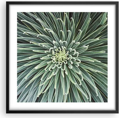 Produktbild von Gerahmtes Poster - Schwarzer Rahmen - Agave Grün Pflanze - 50x50 cm - Wand Bild - Wanddeko - Wandbilder - Kunstposter - Wandposter - Bilderrahmen - Bilder - Kunstdruck - P2BAC50x50-4905