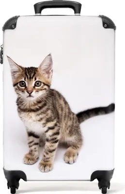 Produktbild von NoBoringSuitcases.com® Koffer Handgepäck Trolley Rollkoffer Kleine Reisekoffer mit 4 Rollen - Katze - Haustiere - Katze - Kinder - Braun - Cabin Size < 55x40x23 cm & 55x40x20 cm - Fotokoffer - Kabinenkoffer - BoardgepäckHandgepäck Koffer 55x35x20 cm, 36L,