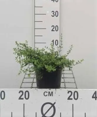 Obrázek produktu pro Euonymus fort. 'Minimus' - Kobercové vřeteno Minimus kmen 15- 20 cm nádoba