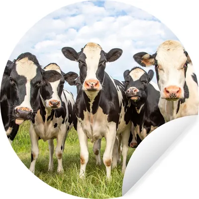 Produktbild von MuchoWow® Runde Wandtattoo - Wandsticker Tapete Aufkleber Kühe - Weide - Tiere - Natur - Gras Ø 100 cm Selbstklebend und Repositionierbar - Wandaufkleber - Kreis - Tapetenkreis - Wandbild rund - Schlafzimmerdekoration - Wanddeko - runde Tapete - Kunst für zu Hause