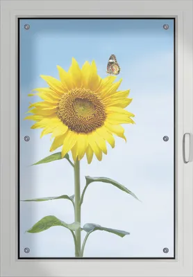 Produktbild von Wallario Lichtschutzbild, Dekorativer Sichtschutz Sonnenschutz 60 x 93 cm mit Motiv: Sonnenblume mit Schmetterling - Verdunklung ohne Bohren