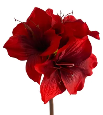 Produktbild von Kunstblume Amaryllis ca. 48cm. 1 Stängel mit 3 Blüten ROT