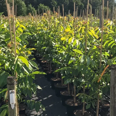 Rows of young trees in pots, lined up in a nursery or garden center.