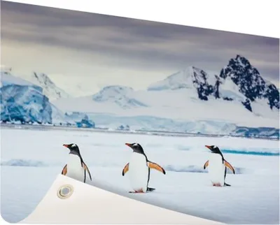 Produktbild von Gartenposter - 120x80 cm - Drei Pinguine Fotodruck  - Modernes Wandbilder
