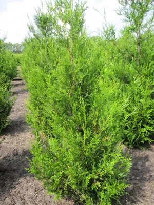 Produktbild von Goldspitzen-Lebensbaum Aurescens - Thuja plicata - 40-60cm