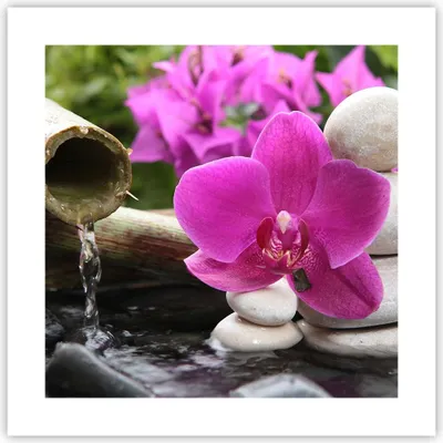 Produktbild von Poster - Poster ohne Rahmen - Orchidee Bambus Dekoration Spa - 40x40 cm - Wand Bild - Wanddeko - Wandbilder - Kunstposter - Wandposter - Bilder - Kunstdruck - Wandbild - P2XAC40x40-2666