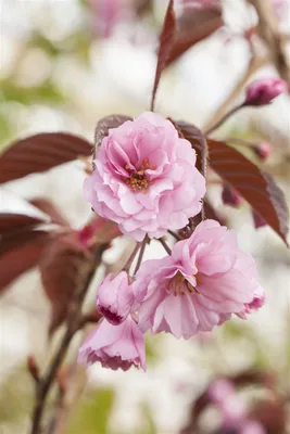 Produktbild von Prunus serrulata 'Royal Burgundy', Zierkirsche, dunkelrosa, 120 cm Stamm