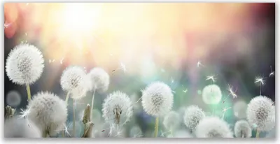 Produktbild von Acrylglasbilder 120x60 Wandbild Druck Pusteblume Pflanzen