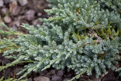 Produktbild von Juniperus squamata 'Blue Swede', blauer Zwergwacholder, 25–30 cm