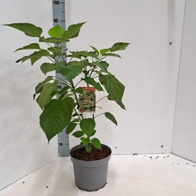 Obrázok produktu pre Clerodendrum trichotomum     - stromček | 50–60 cm v črepníku
