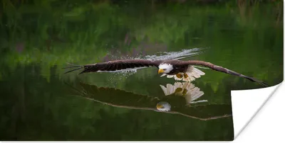 Produktbild von MuchoWow® Poster Ein Weißkopfseeadler fliegt sehr niedrig über dem Wasser 160x80 cm - Foto Poster