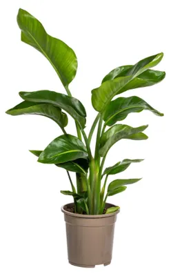 Produktbild von Strelitzia Nicolai Ø21cm - Höhe 90 - 110cm