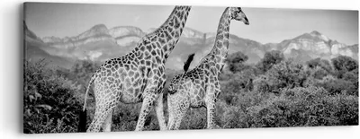 Produktbild von Bild auf Leinwand - Leinwandbild - Einteilig - Giraffen Schwarzweiß Fotografie - 90x30cm - Wand Bild - Wanddeko - Wandbilder - Leinwanddruck - Bilder - Wanddekoration - Leinwand bilder - AB90x30-4441