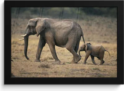 Produktbild von MuchoWow® MuchoWow® Gerahmtes Poster Elefant - Tiere - Savanne - Natur 30x20 cm - Poster mit zchwarzem Bilderrahmen - Kunstdruck - Bild-Poster