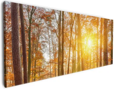 Produktbild von Wallario Premium Leinwandbild Sonnenuntergang im herbstlichen Wald in Größe 60 x 150 cm